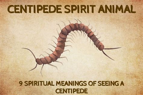 9 Spiritual Meanings of Seeing a Centipede.